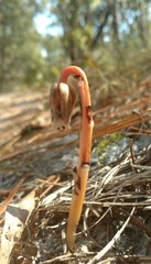 Monotropa brittonii