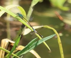 Ischnura denticollis