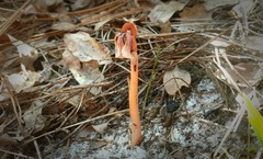 Monotropa brittonii