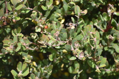 Arctostaphylos pumila