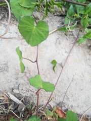 Ipomoea