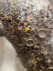 Melanohalea multispora