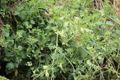Angiospermae