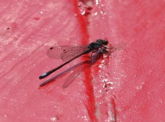 Ischnura denticollis