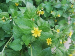 Calyptocarpus vialis