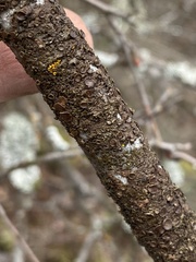 Melanohalea multispora