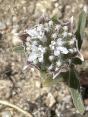 Monardella linoides