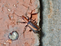 Drypta australis