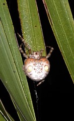 Ordgarius magnificus