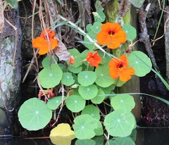 Tropaeolum majus
