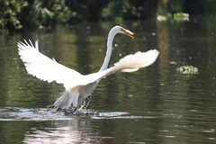 Ardea alba