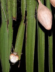 Ordgarius magnificus