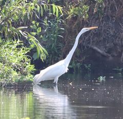 Ardea alba