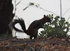 Sciurus aureogaster