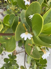 Scaevola plumieri