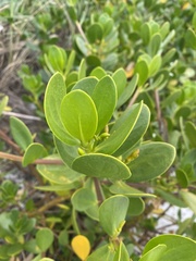 Scaevola plumieri