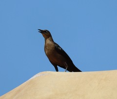 Quiscalus mexicanus