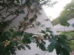 Morus alba