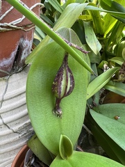 Orchidaceae