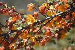 Fremontodendron