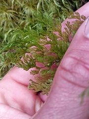 Hymenophyllum bivalve image