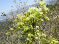 Fraxinus sieboldiana