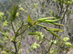 Fraxinus sieboldiana