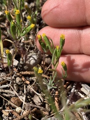 Lasthenia microglossa