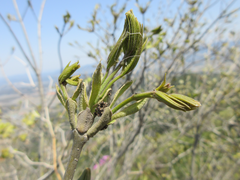 Fraxinus sieboldiana