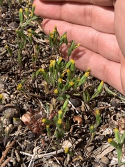 Lasthenia microglossa