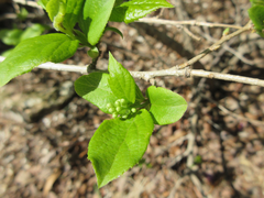 Symplocos sawafutagi