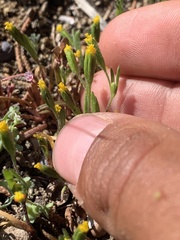 Lasthenia microglossa