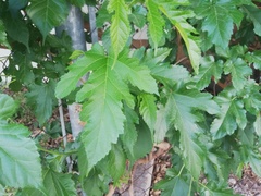 Morus alba