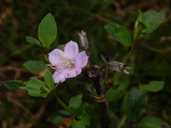 Pterogastra divaricata