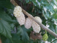 Morus alba