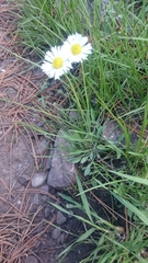 Erigeron flagellaris