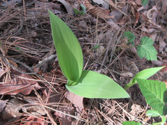 Convallaria keiskei