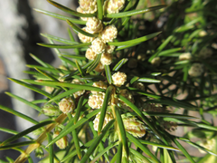 Juniperus rigida