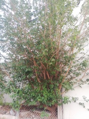 Morus alba