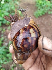 Archachatina marginata