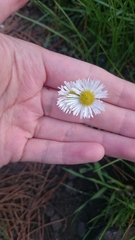 Erigeron flagellaris