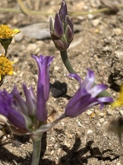 Allium denticulatum