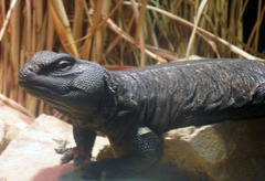 Uromastyx