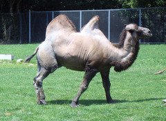 Camelus bactrianus