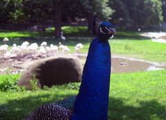 Pavo cristatus