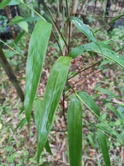 Chimonobambusa quadrangularis