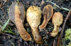 Rhopalogaster transversarius