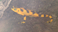 Atelopus zeteki
