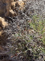 Eriogonum heermannii