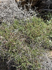 Eriogonum heermannii